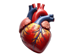 Medical Heart Model – Flat Lay Scientific Composition