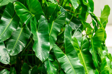 Obraz premium Lush green leaves beside modern cafe architecture, creating a fresh and natural background. Perfect for coffee shops, restaurant design, lifestyle, and eco-friendly concepts.