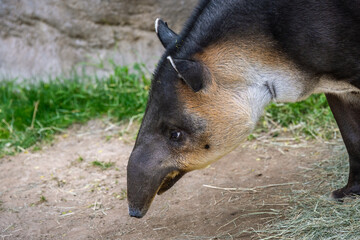 A brown Baird Tapir in Tucson, Arizona