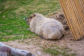 A furry Greater Capybara in Tucson, Arizona