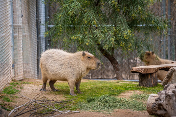 A furry Greater Capybara in Tucson, Arizona
