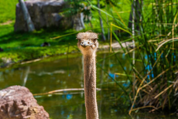 A huge brown Ostrich in Tucson, Arizona