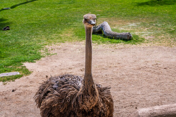 A huge brown Ostrich in Tucson, Arizona