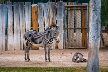 A stripe Grevy Zebra in Tucson, Arizona