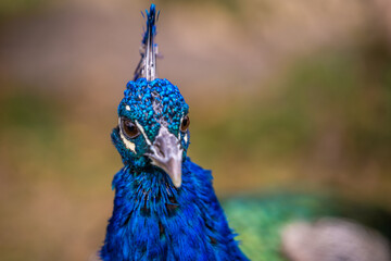 A large brown peafowl in Tucson, Arizona
