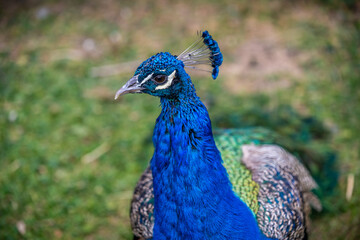 A large brown peafowl in Tucson, Arizona