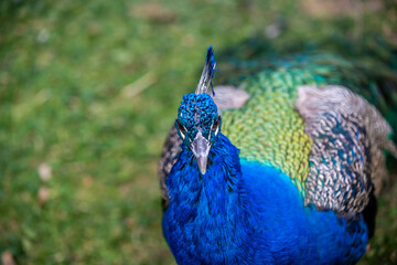A large brown peafowl in Tucson, Arizona