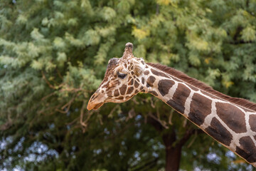 A Reticulated giraffe in Tucson, Arizona