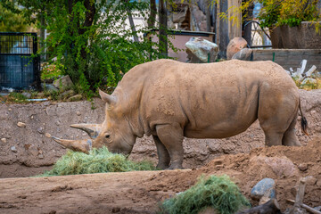 A Southern White Rhinoceros in Tucson, Arizona