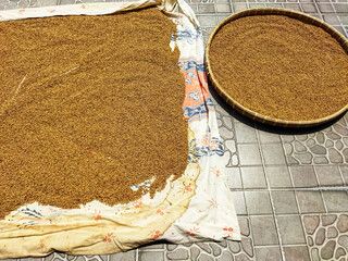 Dry the coriander in the sun. The traditional process of drying coriander.