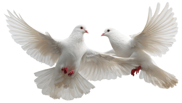 Two white doves in flight, wings spread wide