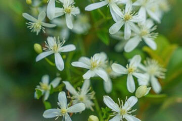 ひっそりと咲く満開のセンニンソウの花