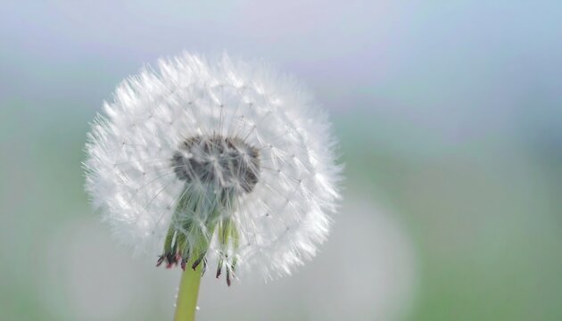 Close-up of a dandelion seed head, soft focus