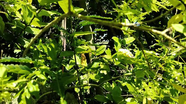 close up of vibrant green forest lizard with colorful head details perching on a tree branch