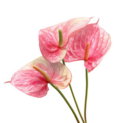 Three pink Anthurium flowers, close-up