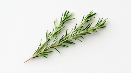 Fototapeta premium Fresh rosemary sprig on white background in studio setting
