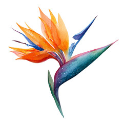 Vibrant bird of paradise flower