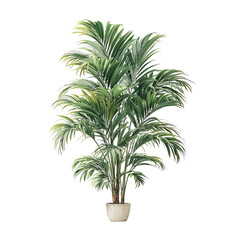 Fototapeta premium Lush palm tree in pot