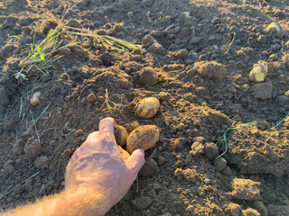Hand holding freshly harvested potatoes in soil, close-up of organic crop from field, symbol of farming, healthy food and natural nutrition.