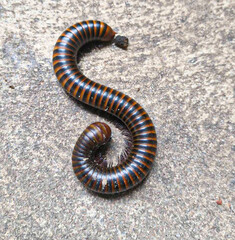 Millipedes, large millipedes, small millipedes, reptiles, wild animals