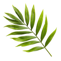 Vibrant green palm leaf, sharply detailed