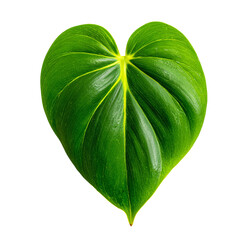 Heart-shaped green leaf, vibrant