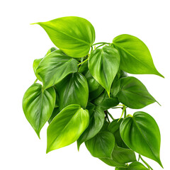 Vibrant green plant cluster