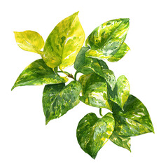 Vibrant variegated plant, lush leaves