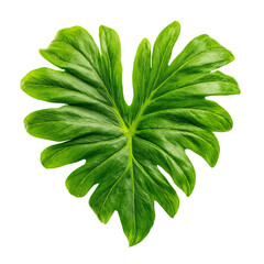 Heart-shaped, vibrant green tropical leaf