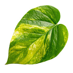 Close-up of a vibrant, variegated heart-shaped leaf