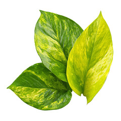 Vibrant green and yellow leaves