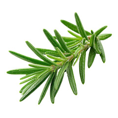 Close-up of fresh rosemary sprigs