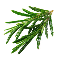 Fresh rosemary sprig, vibrant green leaves