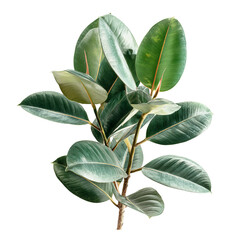 Close-up of a Fiddle-Leaf Fig plant