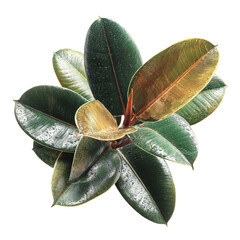 Close-up of Fiddle-leaf fig plant