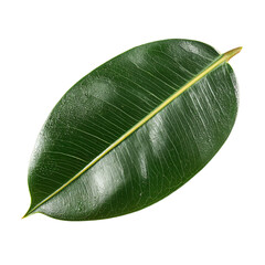 Close-up of a vibrant green leaf (1)