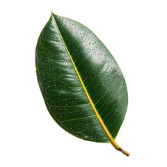 Close-up of a lush, green leaf with water droplets