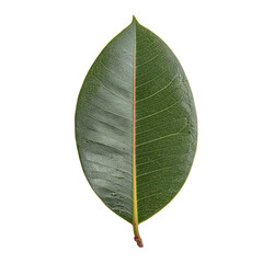 Close-up of a single, vibrant green leaf