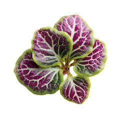 Obraz premium Close-up of vibrant, patterned plant leaf