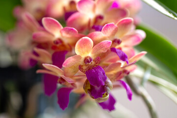 Vibrant orchid flower in full bloom