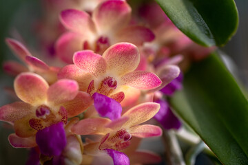 Vibrant orchid flower in full bloom