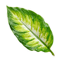 Close-up vibrant green leaf with white variegation