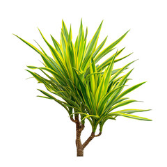 Vibrant yellow-green plant