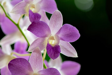 Vibrant orchid flower in full bloom
