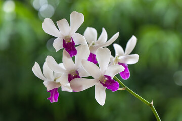 Vibrant orchid flower in full bloom