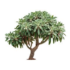 Green, bushy tree-like plant