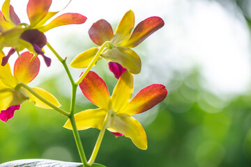 Vibrant orchid flower in full bloom