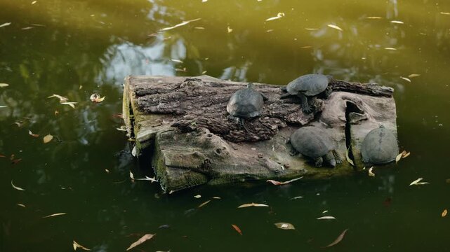 Four turtles resting on a floating log in a pond surrounded by fallen leaves.