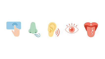 A collection of colorful flat design icons representing the five human senses. Vector symbols for sight, sound, smell, taste, and touch on a white background