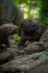 Repenomamus – plastic figurine – prehistoric Mesozoic mammal.
